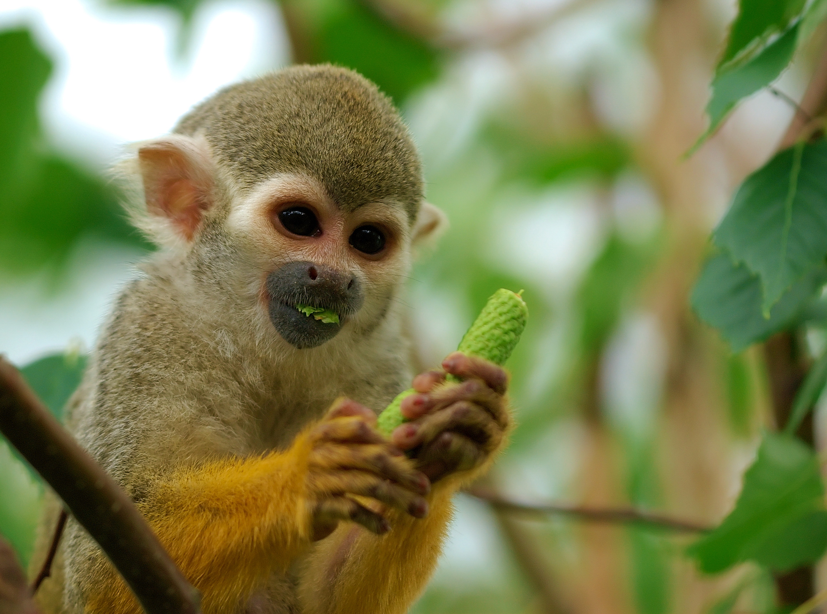Squirrel Monkey (Family: Cebidae, Genus: Saimiri) - Wiki; Image ONLY