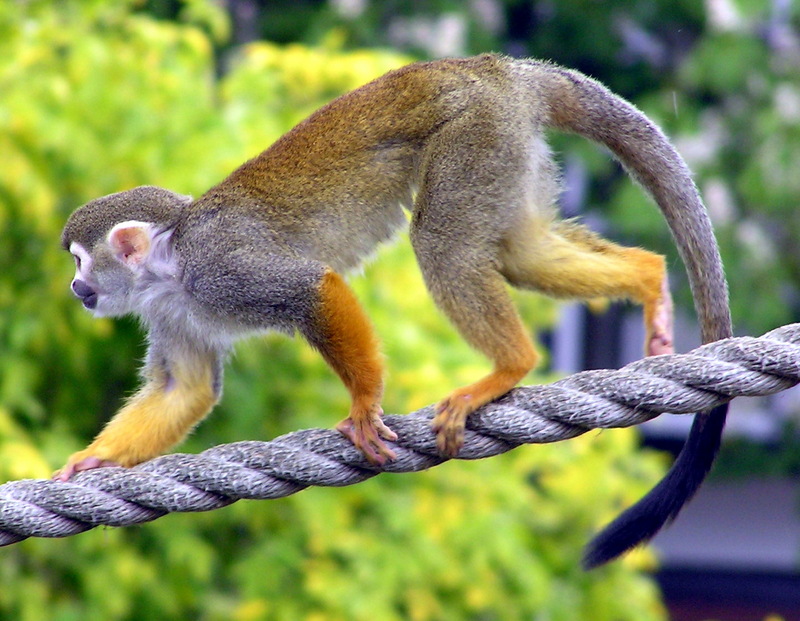 Common Squirrel Monkey (Saimiri sciureus) - Wiki; DISPLAY FULL IMAGE.