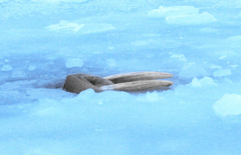 Walrus (Odobenus rosmarus) - Wiki; DISPLAY FULL IMAGE.