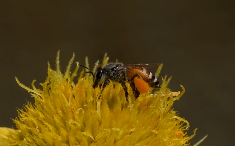Dwarf Honeybee (Apis florea) - Wiki; DISPLAY FULL IMAGE.