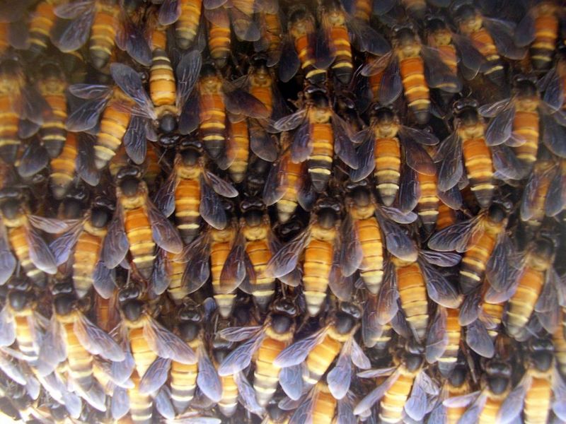 Giant Honey Bee (Apis dorsata) - Wiki; DISPLAY FULL IMAGE.