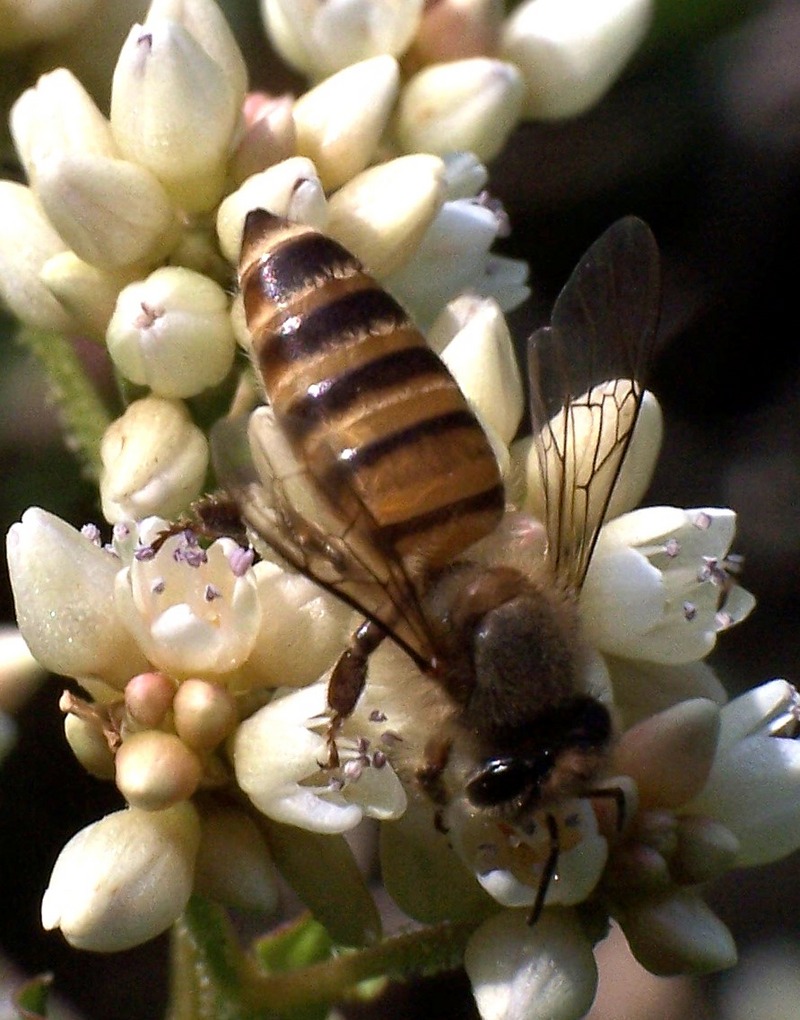 Eastern Honey Bee (Apis cerana) - Wiki; DISPLAY FULL IMAGE.