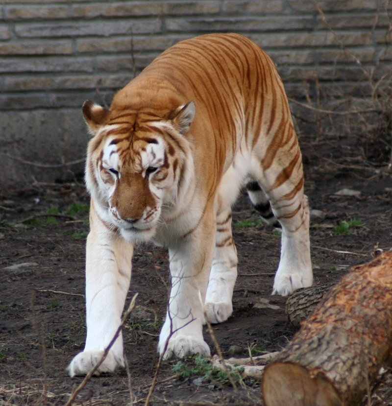 Bengal tiger - Wikipedia