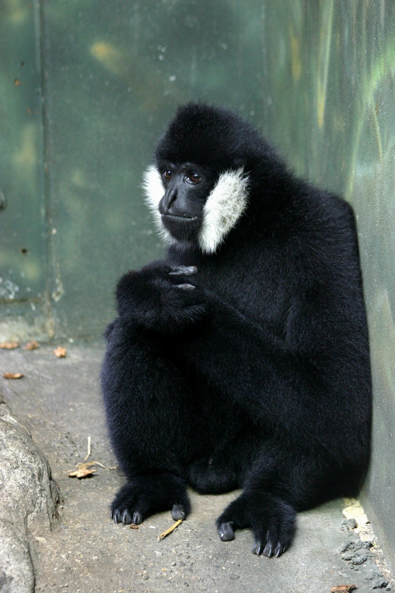 White-cheeked Crested Gibbon (Nomascus leucogenys) - Wiki; DISPLAY FULL IMAGE.