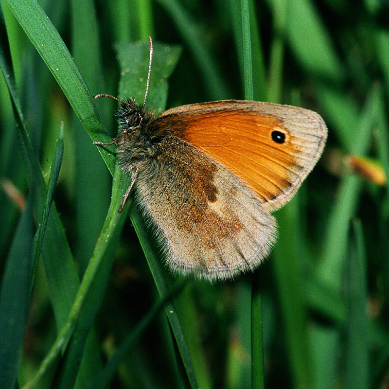 Small Heath Butterfly (Coenonympha pamphilus) - Wiki; DISPLAY FULL IMAGE.