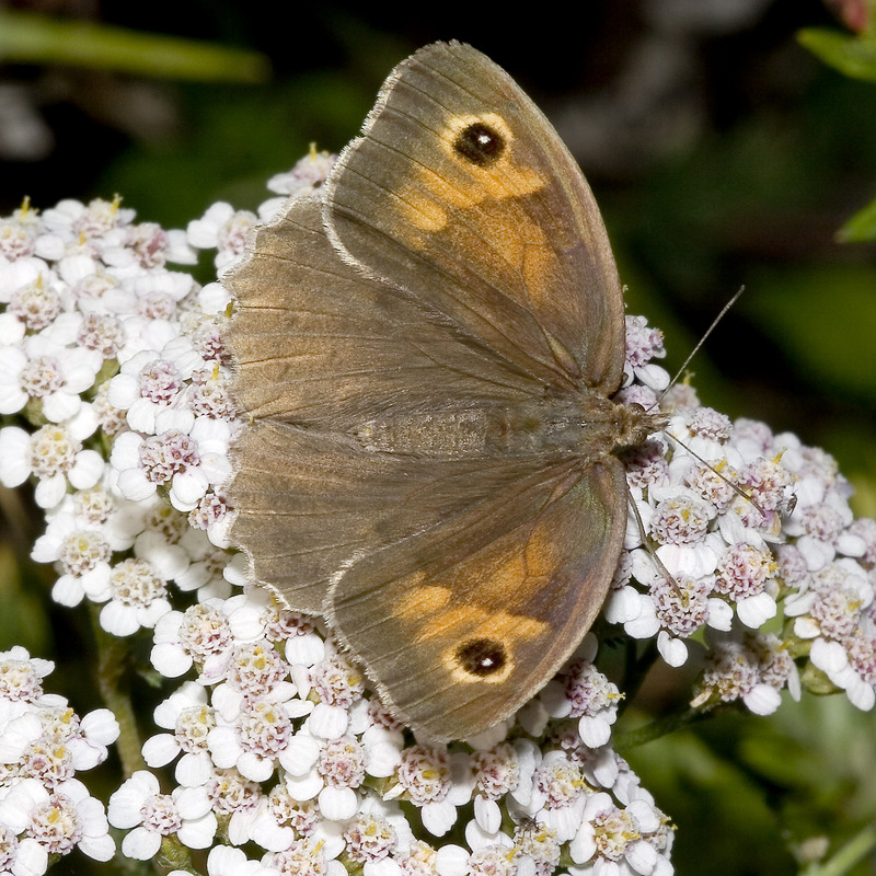 Meadow Brown Butterfly (Maniola jurtina) - Wiki; DISPLAY FULL IMAGE.
