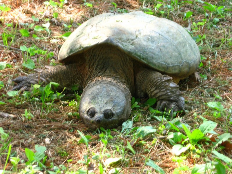 Common Snapping Turtle (Chelydra serpentina) - Wiki; DISPLAY FULL IMAGE.
