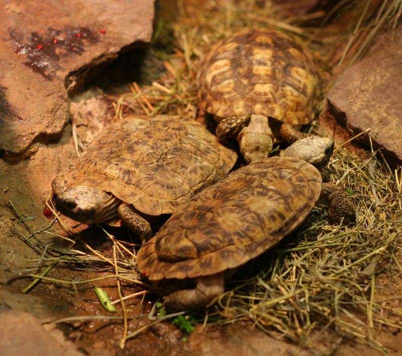 Pancake Tortoise (Malacochersus tornieri) - Wiki; DISPLAY FULL IMAGE.