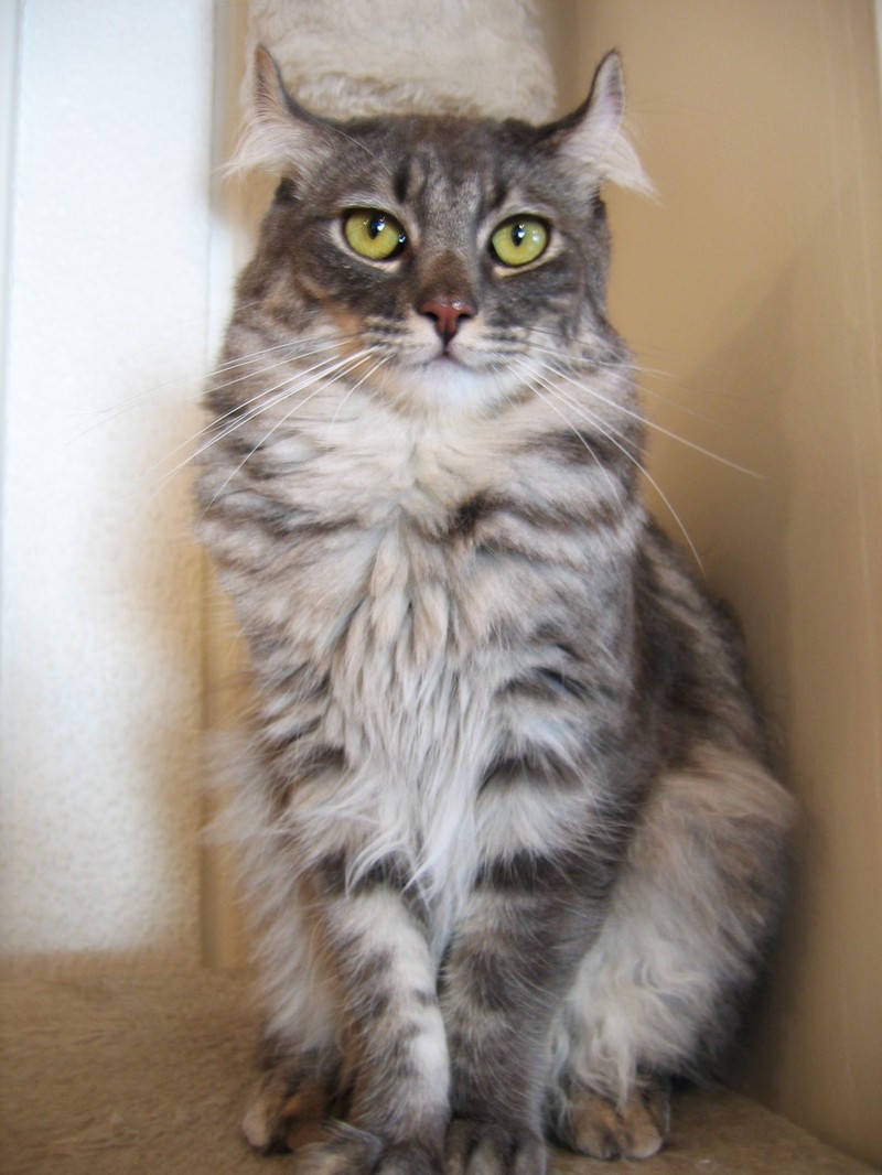 American Curl (Breed of Domestic Cats) - Wiki; DISPLAY FULL IMAGE.