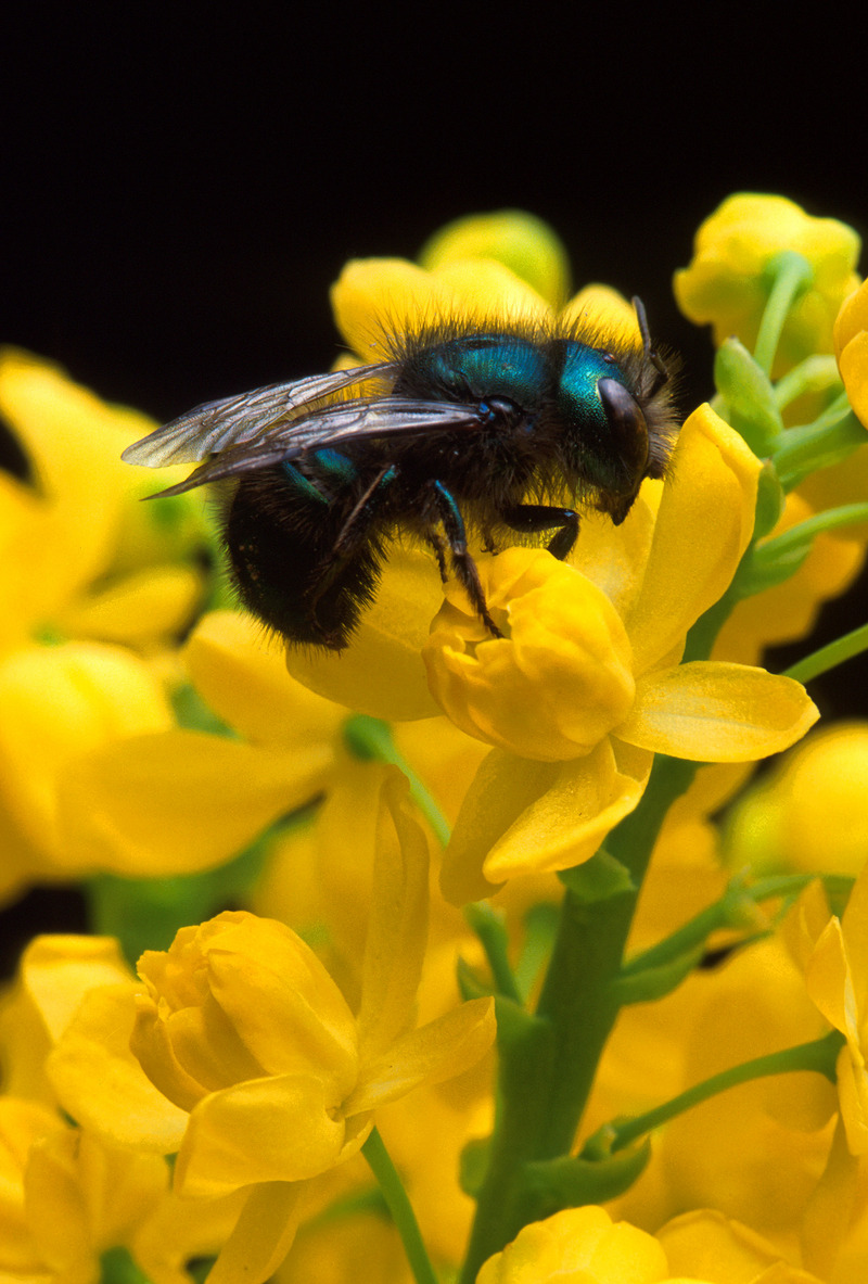 Blueberry Bee (Osmia ribifloris) - Wiki; DISPLAY FULL IMAGE.