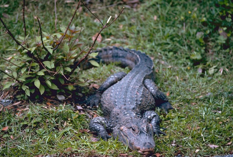 Chinese Alligator (Alligator sinensis) - Wiki; DISPLAY FULL IMAGE.