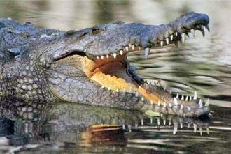 Nile Crocodile (Crocodylus niloticus) - Wiki; Image ONLY