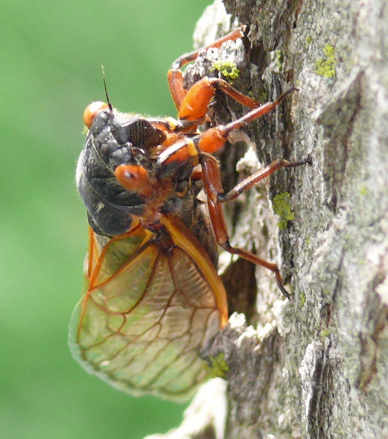 Periodical Cicada (Family: Cicadidae, Genus: Magicicada) - Wiki; DISPLAY FULL IMAGE.