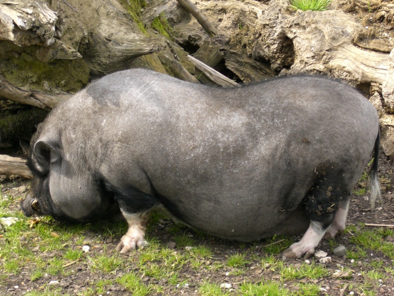 Pot-bellied Pig (Sus scrofa domestica) - Wiki; DISPLAY FULL IMAGE.