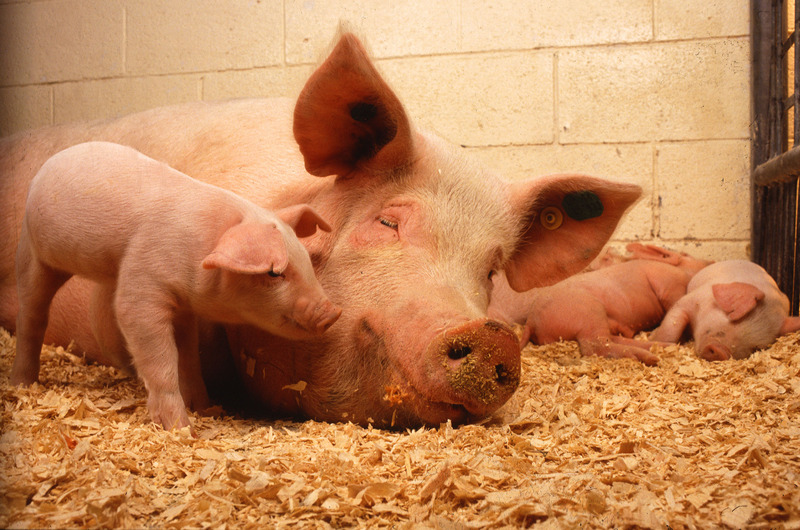 Domestic Pig (Sus scrofa domestica) - Wiki; DISPLAY FULL IMAGE.