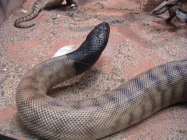 Black-headed Python (Aspidites melanocephalus) - Wiki; Image ONLY