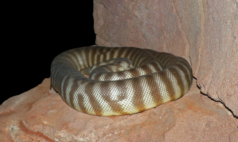 Woma Python (Aspidites ramsayi) - Wiki