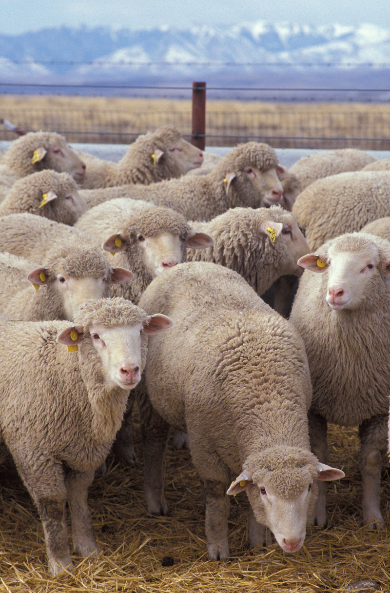 Domestic Sheep (Ovis aries) - Wiki; DISPLAY FULL IMAGE.