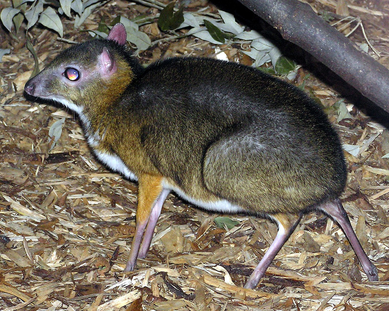 Kanchil, Lesser Mouse Deer (Tragulus javanicus) - Wiki; DISPLAY FULL IMAGE.
