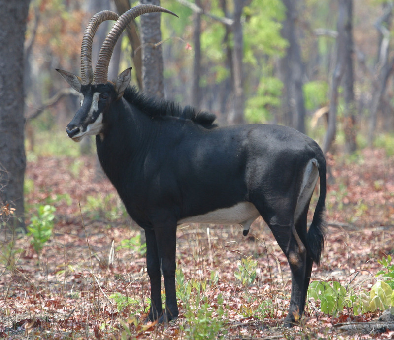 Sable Antelope (Hippotragus niger) - Wiki; DISPLAY FULL IMAGE.