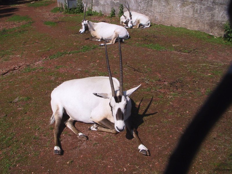 Arabian Oryx (Oryx leucoryx) - Wiki; DISPLAY FULL IMAGE.