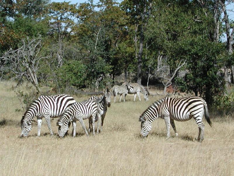 Plains Zebra (Equus quagga) - Wiki; DISPLAY FULL IMAGE.