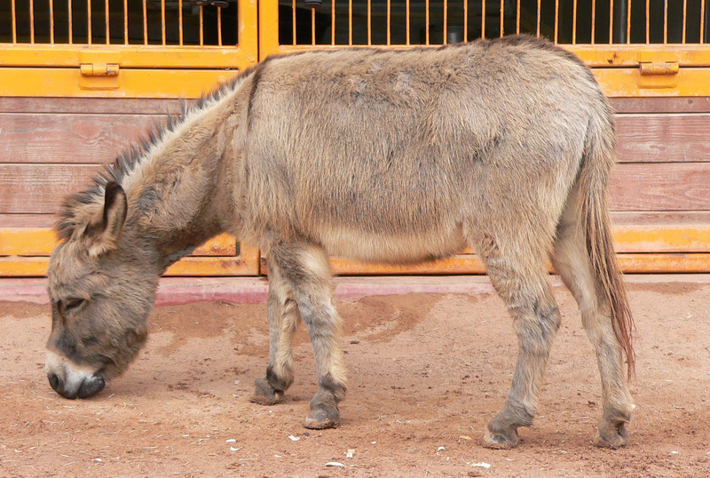 Donkey (Equus asinus) - Wiki; DISPLAY FULL IMAGE.