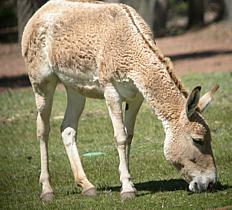 Onager (Equus hemionus) - Wiki; Image ONLY