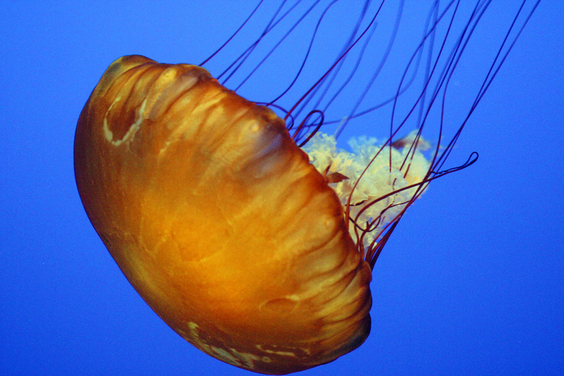 Jellyfish (Class: Scyphozoa) - Wiki; DISPLAY FULL IMAGE.