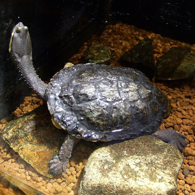 Argentine Snake-necked Turtle (Hydromedusa tectifera) - Wiki; DISPLAY FULL IMAGE.