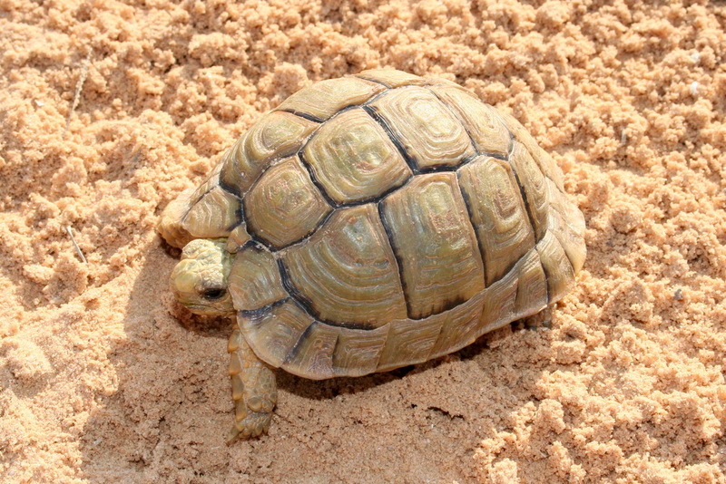 Egyptian or Kleinmann's Tortoise (Testudo kleinmanni) - Wiki; DISPLAY FULL IMAGE.