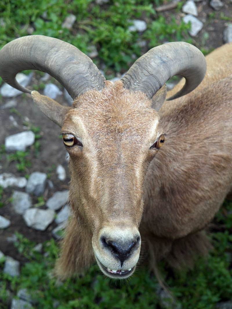Barbary Sheep (Ammotragus lervia) - Wiki; DISPLAY FULL IMAGE.