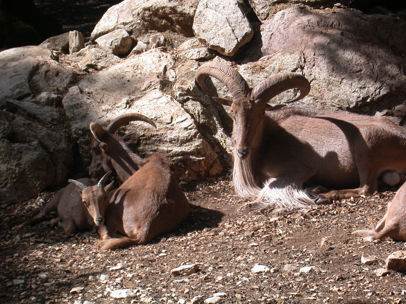 Goat Antelope (Family: Bovidae, Subfamily: Caprinae) - Wiki; DISPLAY FULL IMAGE.