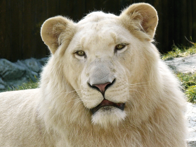 White Lion (Panthera leo) - Wiki; DISPLAY FULL IMAGE.