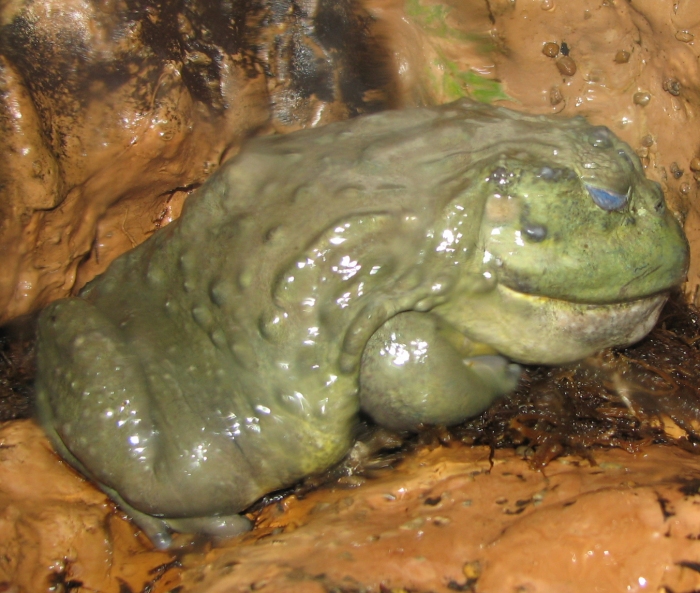 African Bullfrog (Pyxicephalus adspersus) - Wiki; Image ONLY