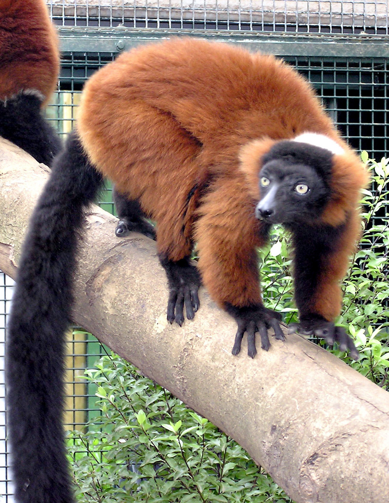 Red Ruffed Lemur (Varecia rubra) - Wiki; DISPLAY FULL IMAGE.