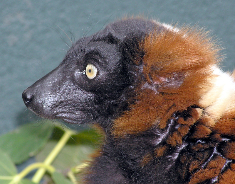 Red Ruffed Lemur (Varecia rubra) face; DISPLAY FULL IMAGE.
