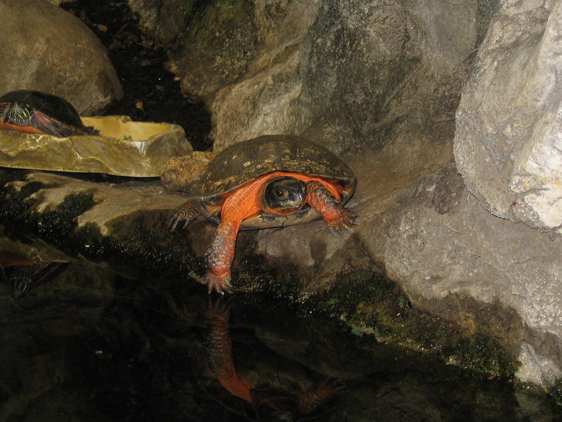Wood Turtle (Glyptemys insculpta) by water; DISPLAY FULL IMAGE.