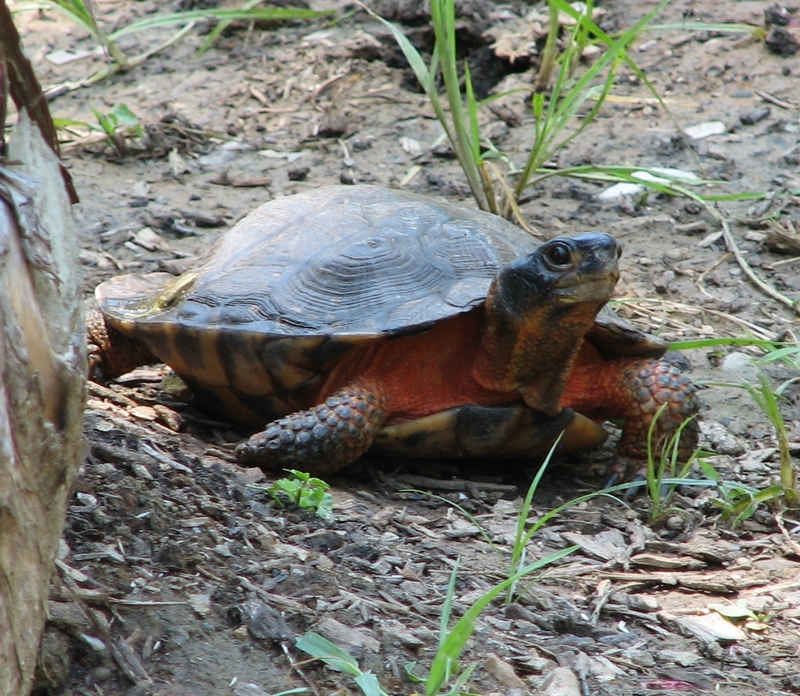 Wood Turtle (Glyptemys insculpta); DISPLAY FULL IMAGE.