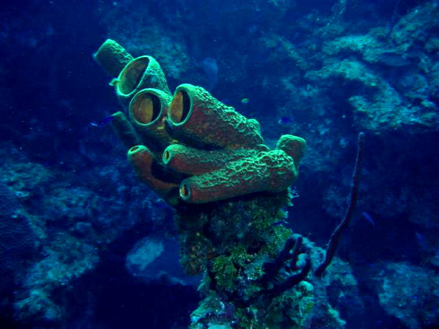 Sponge (Phylum: Porifera) - Wiki; Image ONLY