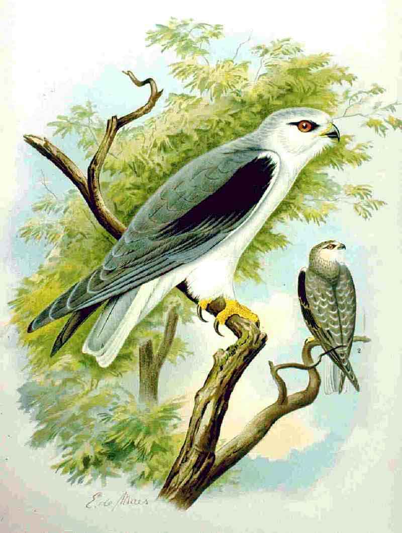 Black-winged Kite (Elanus caeruleus) - Wiki; DISPLAY FULL IMAGE.
