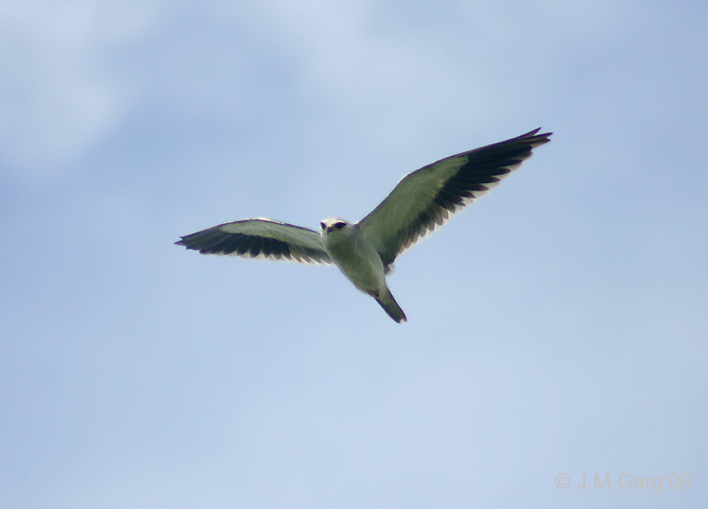 Black-winged Kite (Elanus caeruleus) in flight; DISPLAY FULL IMAGE.