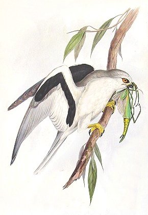 Letter-winged Kite (Elanus scriptus) - Wiki; Image ONLY