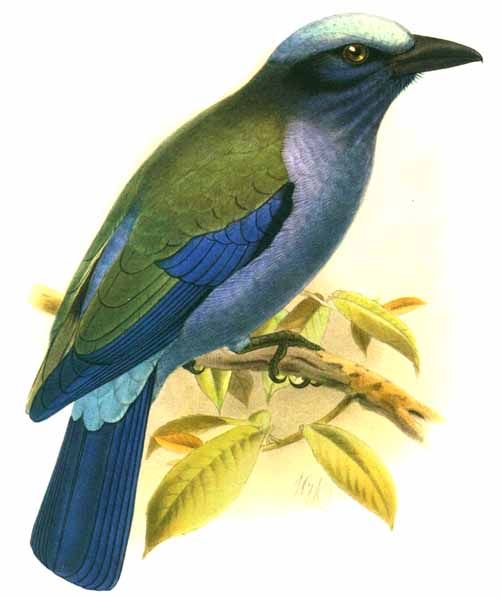 Purple-winged Roller (Coracias temminckii) - Wiki; Image ONLY