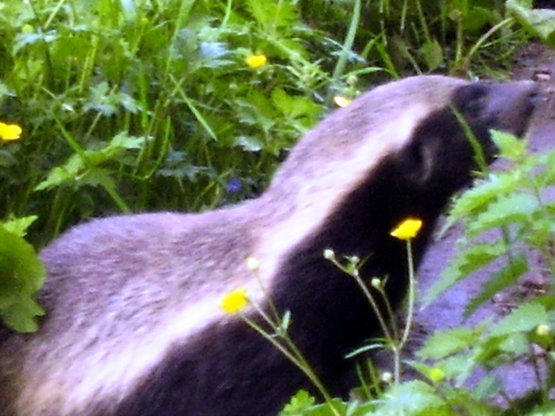 Badger (Family: Mustelidae) - Wiki; DISPLAY FULL IMAGE.