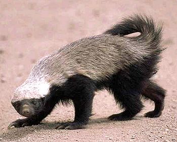 Ratel, Honey Badger (Mellivora capensis) - Wiki; Image ONLY