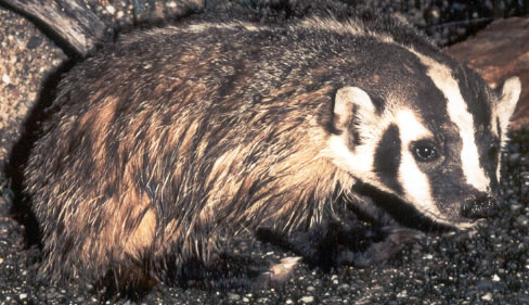 Badger Pictures Animal