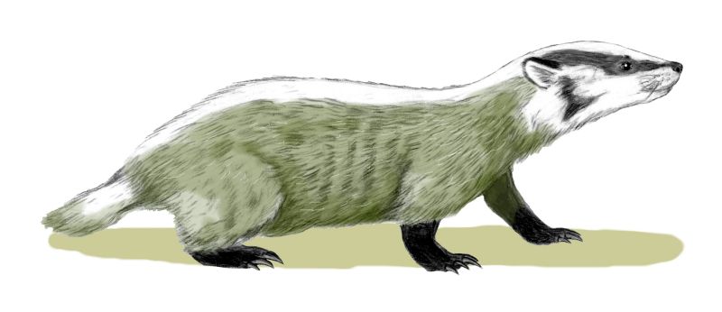 Chamitataxus avitus (Prehistoric Badger) - Wiki; DISPLAY FULL IMAGE.