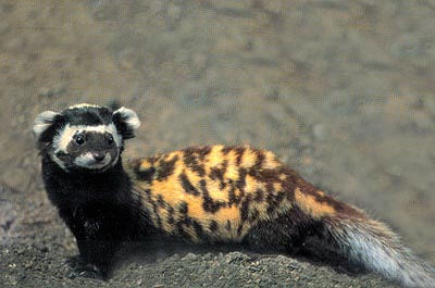 Marbled Polecat (Vormela peregusna) - Wiki; Image ONLY