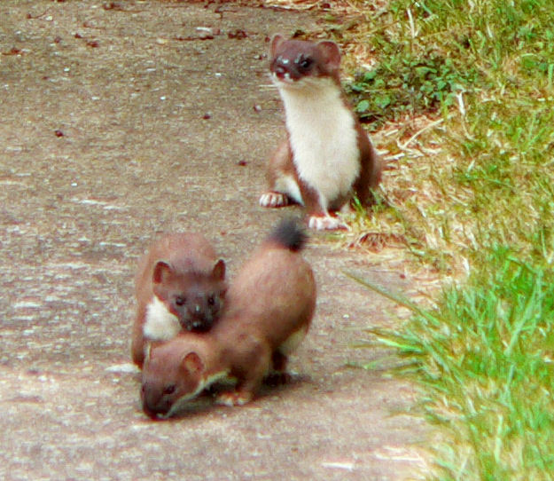 Stoat (Mustela erminea) - Wiki; Image ONLY